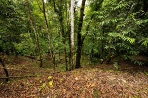 Riverfront land with trees and water access in Dominical, Costa Rica.