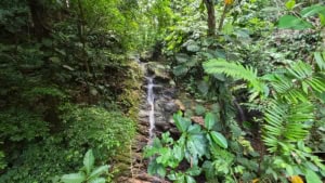 Dense jungle with waterfall in Costa Rica.