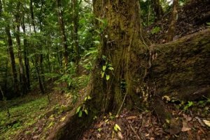 Riverfront property with large trees and lush forest in Dominical, Costa Rica.