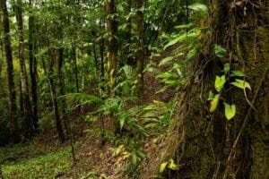 Lush tropical rainforest with dense trees and green foliage in Costa Rica.