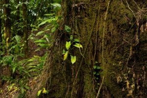 Close-up of a moss-covered tree trunk in a lush rainforest setting.