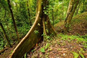 Lush green rainforest with tall trees and dense foliage in Costa Rica.