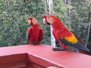 Two vibrant scarlet macaws perched on a pink ledge in Costa Rica rainforest.
