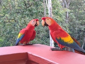 Two vibrant parrots perched on a red railing in a lush forest setting.