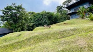 Lush green hillside with modern house and tropical trees in Dominical.
