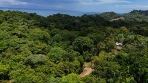 Lush green forest with creek access near Dominical beach in Costa Rica.