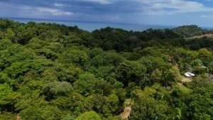 Lush green land in Dominical with creek access, near the beach and forest.