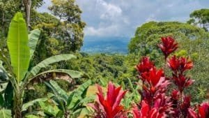 Vibrant red tropical plants with green trees and mountains in background.