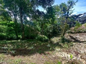Dense tropical forest with trees, rocks, and mountain views in Costa Rica.