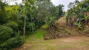 Build-ready land with lush greenery, trees, and a dirt road in Dominical.