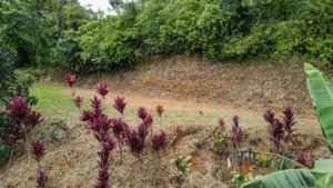 Vacant land with lush greenery and a cleared area in Dominical.