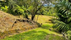 Lush tropical landscape with grassy area and trees in Dominical, Costa Rica.