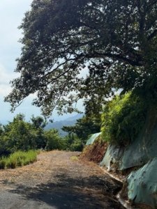 Scenic view of a tropical land parcel with ocean and mountain views in Dominical.