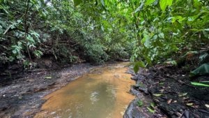 Beautiful creek access land in a peaceful community near Dominical beach.