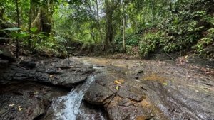 Lush tropical forest with creek flowing over rocks near Dominical, Costa Rica.