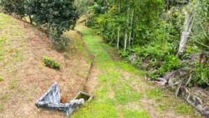 Lush green pathway through tropical forest in Dominical, Costa Rica.