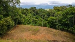 Build-ready property with open space and lush forest backdrop.