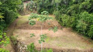 Build-ready property with open space and surrounding greenery in Dominical.