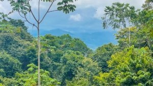 Lush green tropical forest with mountain backdrop in Dominical, Costa Rica.