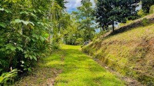 Lush green pathway on a build-ready property in Dominical, Costa Rica.