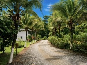 Tropical pathway with palm trees and lush greenery in Dominical, Costa Rica.