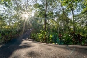 Sunlight filters through trees on a forest path in Dominical, Costa Rica.