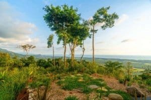 Scenic view of trees and ocean in Dominical, Costa Rica.