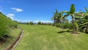 Green grassy area with banana trees and blue sky in Dominical, Costa Rica.