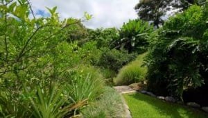 Lush tropical garden with pathway and diverse greenery in Dominical.