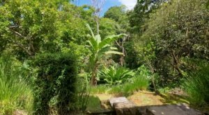 Lush tropical garden with banana trees and dense greenery in Dominical.