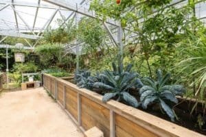 Greenhouse with large leafy plants and tomatoes growing on vines.