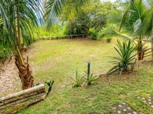 Lush tropical garden with palm trees and plants in Costa Rica.
