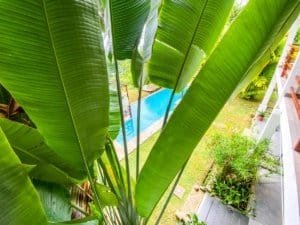 Lush tropical garden with large banana leaves and a swimming pool in the background.