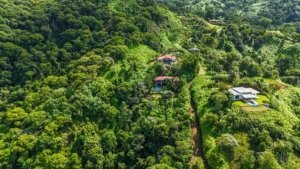 Lush green jungle with several homes and a driveway in Dominical, Costa Rica.