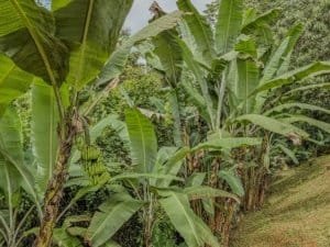 Lush banana plants growing in a tropical landscape near Dominical, Costa Rica.