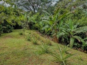 Tropical garden with banana and pineapple plants near Dominical, Costa Rica.