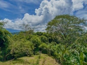 Tropical garden with trees, plants, and blue sky in Dominical, Costa Rica.