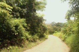 Dirt road through lush green wildlife reserve with trees and vegetation.
