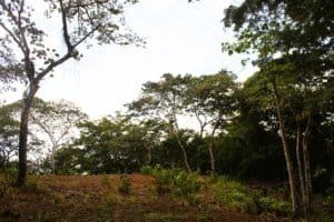 Lush forest and river on a wildlife reserve farm in Dominical, Costa Rica.