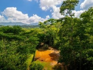 Green tropical forest with dirt path and blue sky in Dominical, Costa Rica.