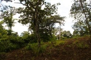 Lush green trees and natural landscape in Dominical wildlife reserve.