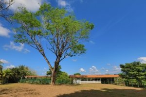 Large tree with stable and horse corral in the background under blue sky.