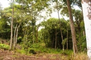 Lush forest with tall trees and dense greenery in Dominical, Costa Rica.