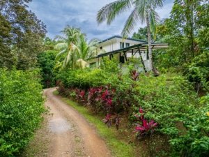 Modern rainforest home surrounded by lush tropical vegetation and palm trees.
