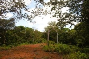 Scenic wildlife reserve with trees, river, and natural landscape in Costa Rica.