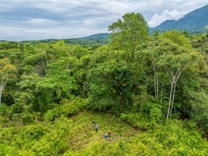 Lush rainforest with trees and hikers in Dominical, Costa Rica.