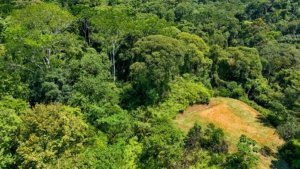 Large lush jungle plot with mountain views and building platforms in Dominical.
