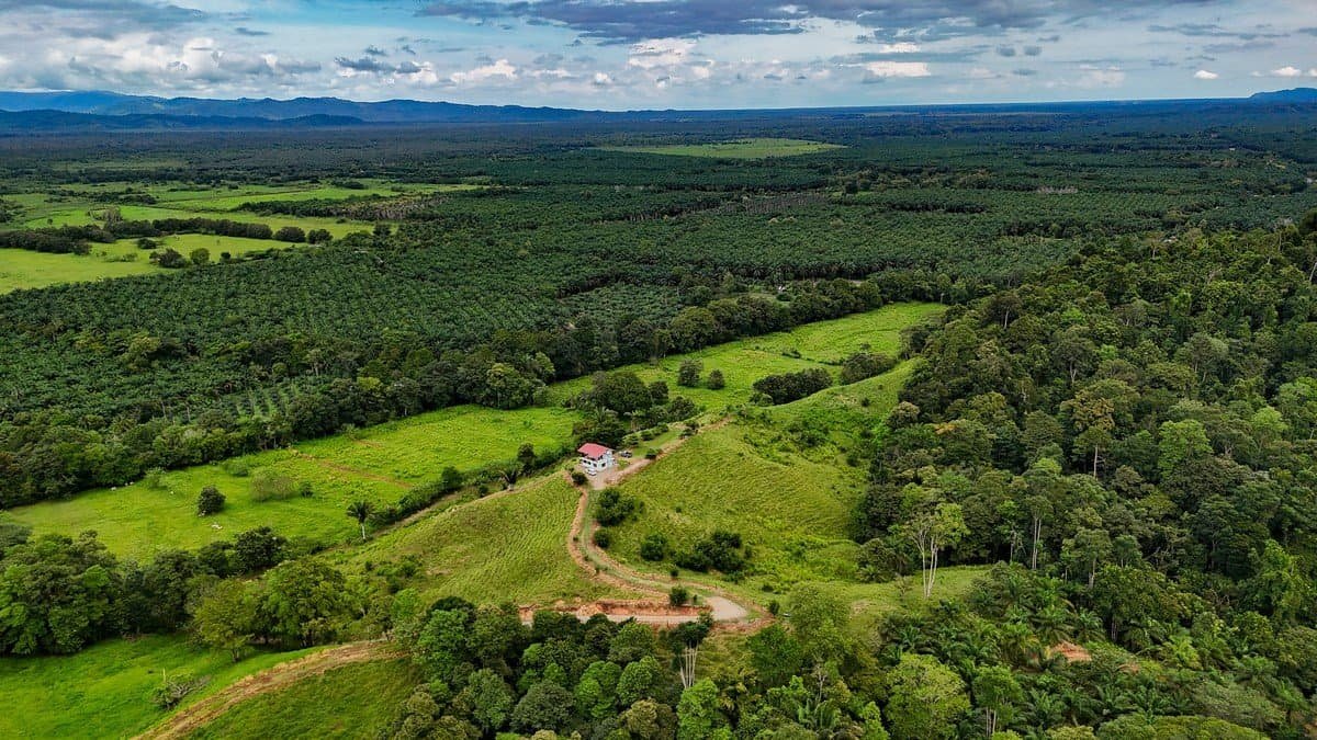 Serene Costa Rican jungle property with building platforms and internal drives.