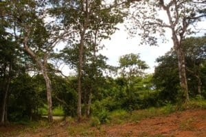 Lush tropical forest in Dominical with tall trees and dense greenery.