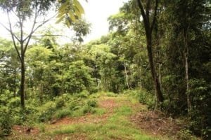Lush green forest with a dirt path in a wildlife reserve in Dominical.